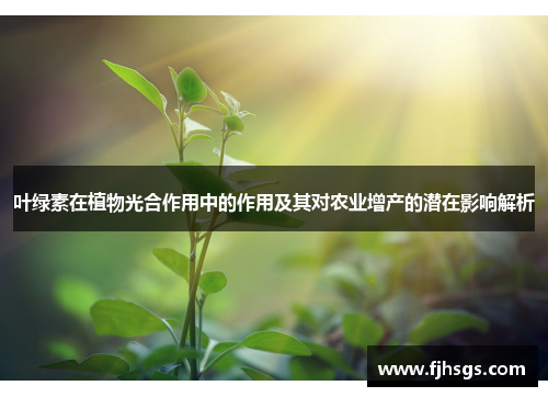 叶绿素在植物光合作用中的作用及其对农业增产的潜在影响解析